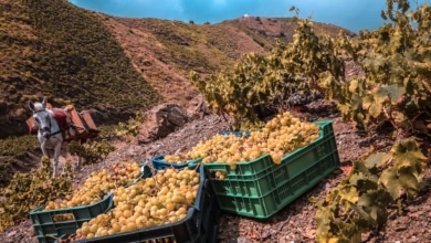 La producción de cava y vino en Cataluña caerá un 30% por la sequía