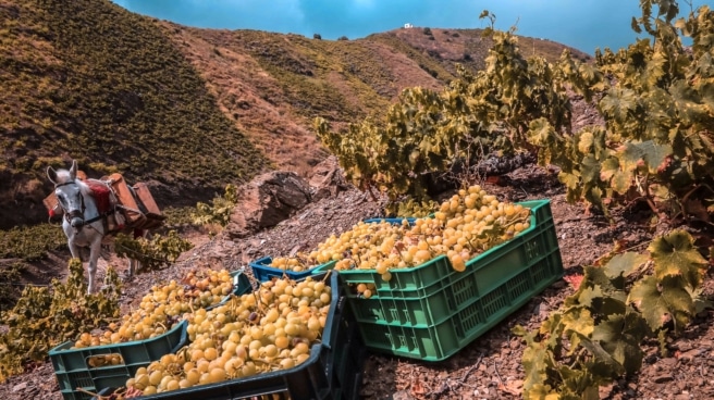 Uvas cosechadas a mano se sientan en cajas en un viñedo durante la campaña de cosecha de uva