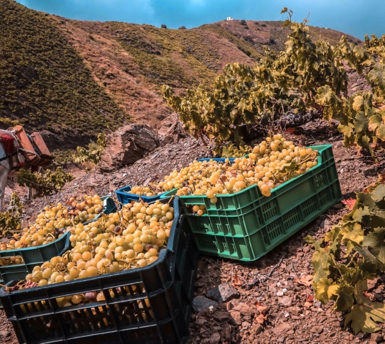 La producción de cava y vino en Cataluña caerá un 30% por la sequía