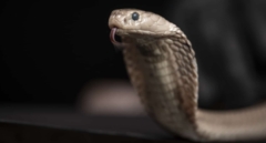 Un nuevo anticuerpo nos acerca a desarrollar un antídoto universal contra el veneno de todas las serpientes