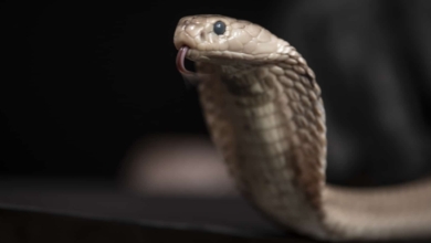Un nuevo anticuerpo nos acerca a desarrollar un antídoto universal contra el veneno de todas las serpientes