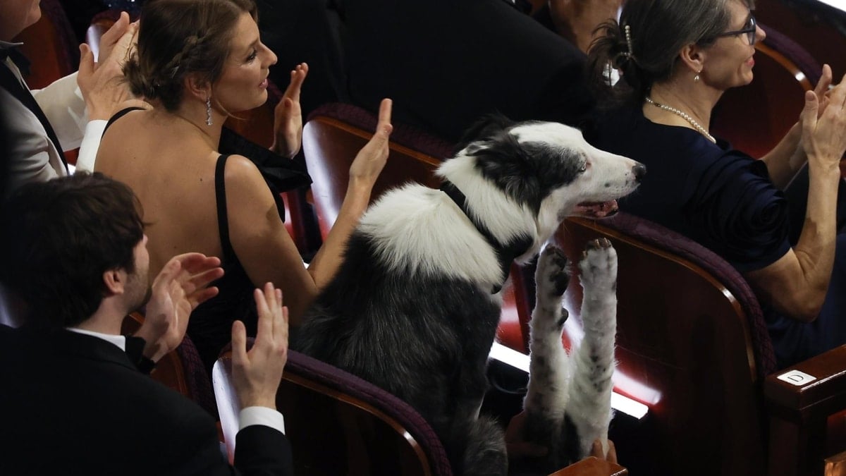 Messi es el border collie que aparece en 'Anatomía de una caída' y ha estado en los Oscar.