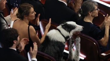 ¿Un perro aplaudiendo? El 'milagro' que solo podría pasar en los Oscar