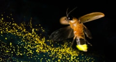 Revelan cómo las luciérnagas desarrollan y controlan su órgano luminoso