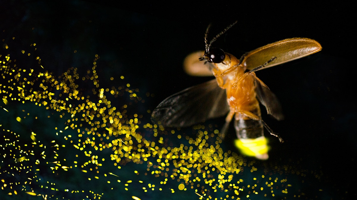Revelan cómo las luciérnagas desarrollan y controlan su órgano luminoso