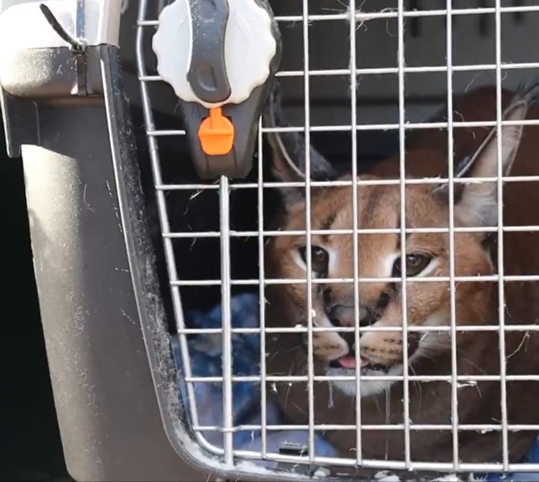 La Guardia Civil rescata en Marbella un lince peligroso procedente de Moscú