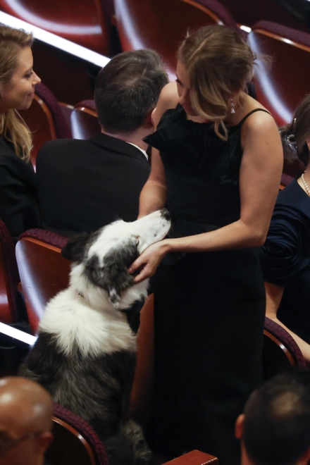 Este border collie llamado Messi interpretaba a Snoop en la película francesa Anatomía de una caída y ha estado en los Oscar.