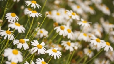 Frases para celebrar y dar la bienvenida a la primavera