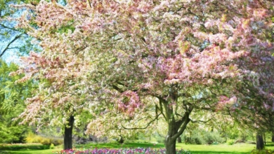 ¿Por qué el equinoccio de primavera es el 20 de marzo y no el 21?