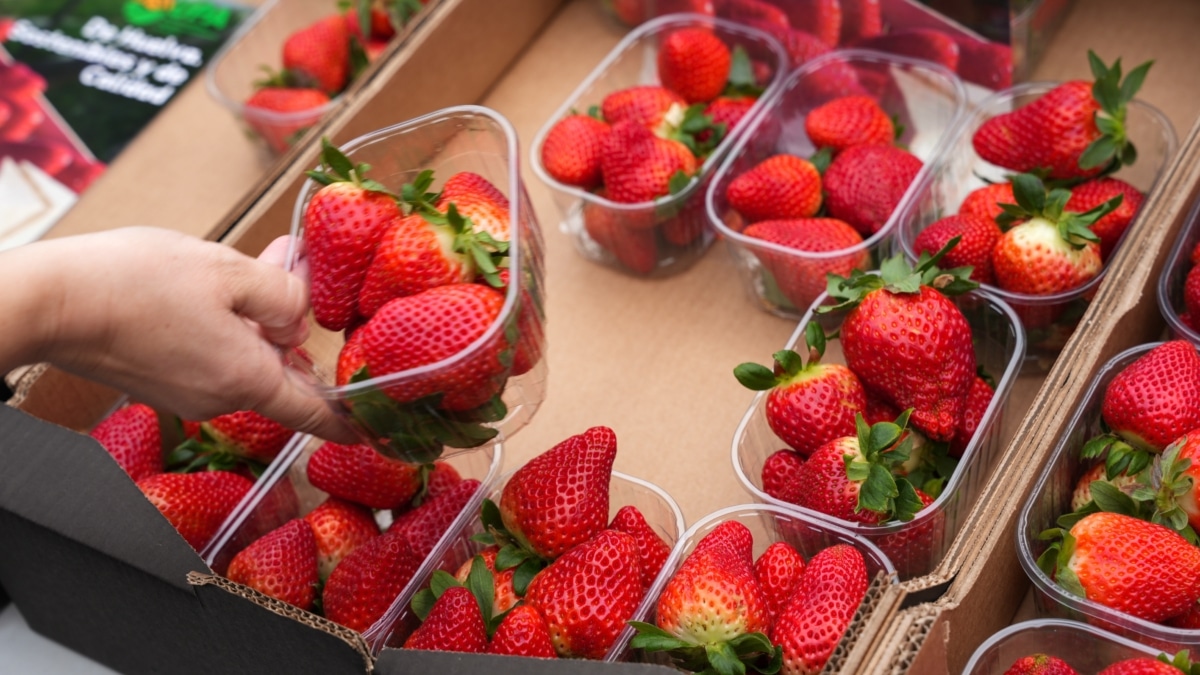 Cajas de fresas en una foto de archivo