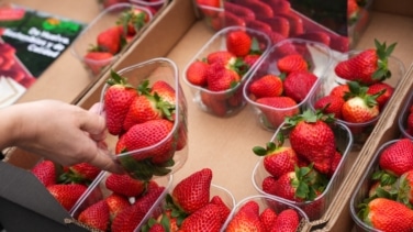 Fresas de mierda
