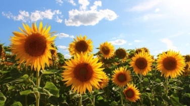 Descubre el secreto para cuidar un girasol en una maceta 