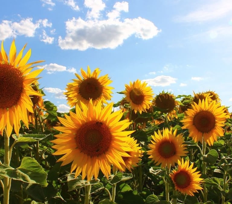 Descubre el secreto para cuidar un girasol en una maceta 