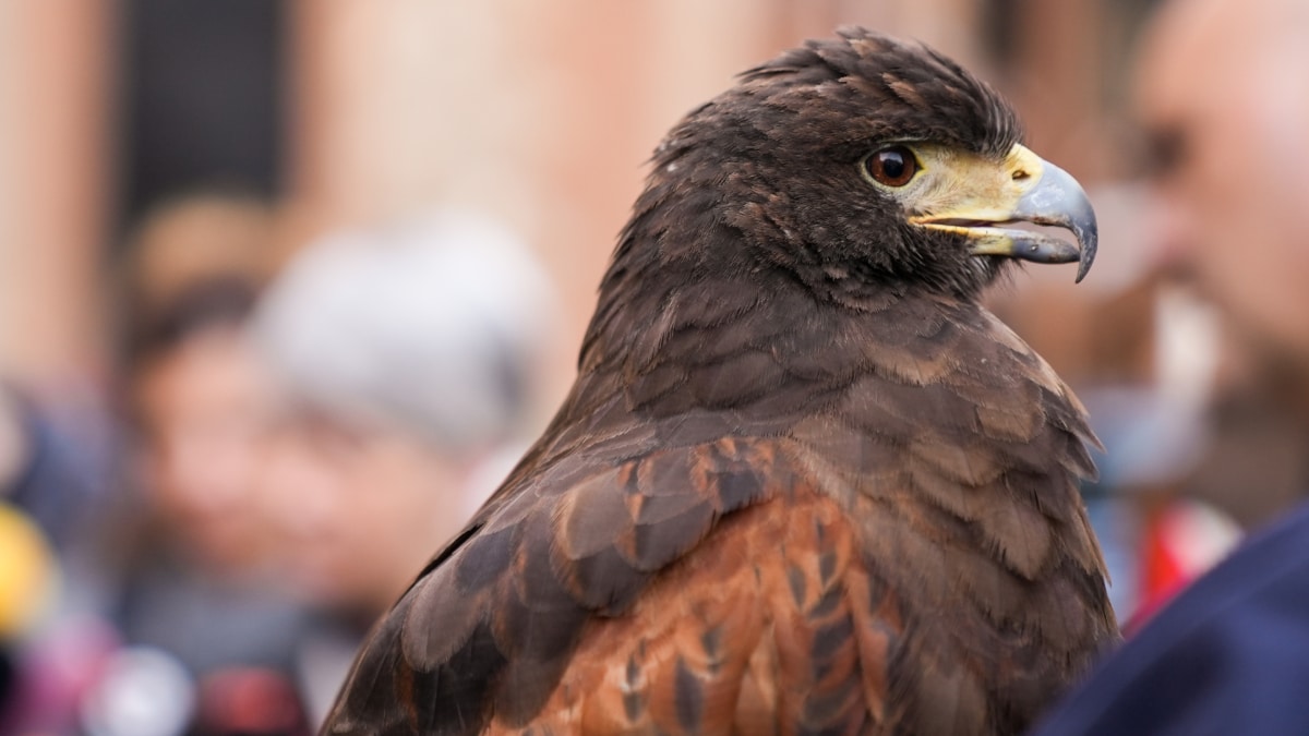 Uno de los halcones que el Ayuntamiento de Barcelona utilizará para combatir a las palomas.