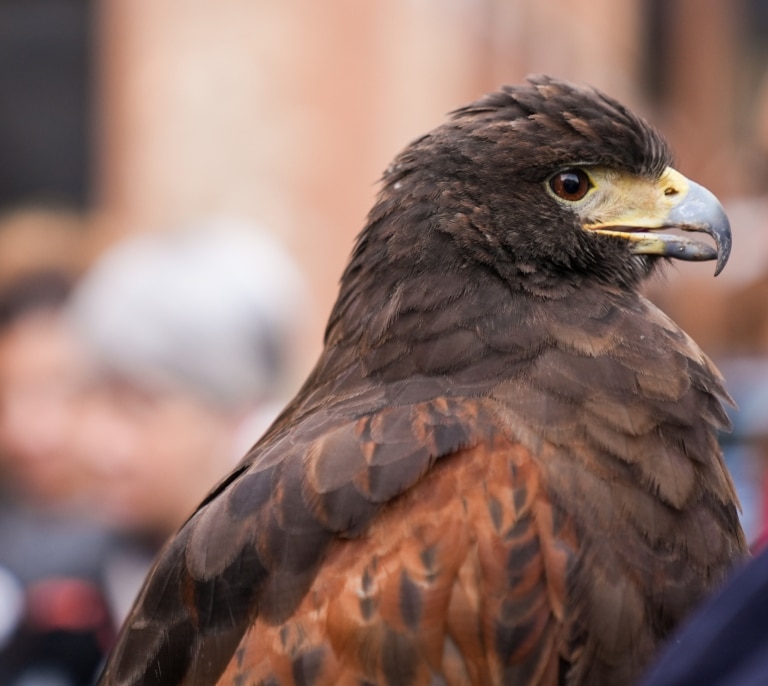 Halcones contra palomas en el cielo de Barcelona