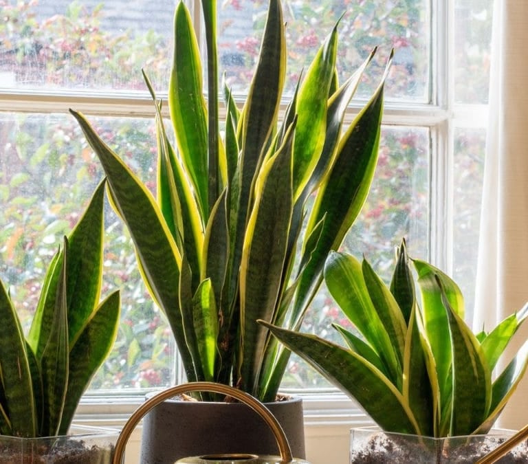 Cómo cuidar lengua de suegra, la planta estudiada por la Nasa