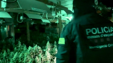 Detenidas 14 personas en Barcelona por cultivar marihuana en casas de lujo