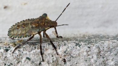 Así es la chinche apestosa, la última plaga que amenaza nuestra casa