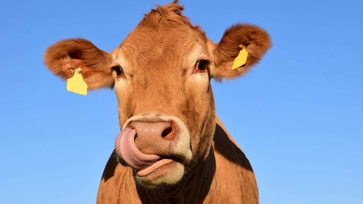 vaca de asturias