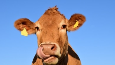 Por qué la vaca es un símbolo de Asturias: este es su significado