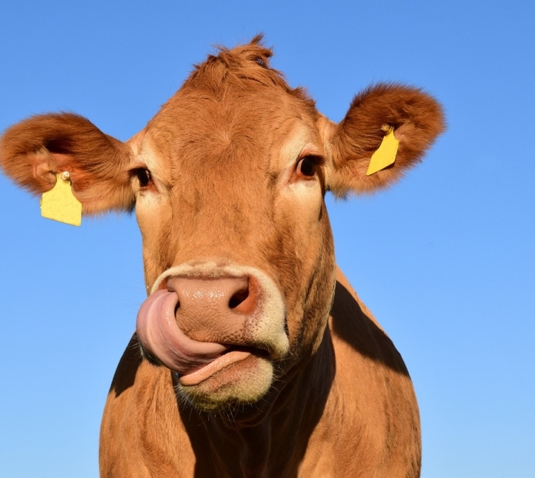 Por qué la vaca es un símbolo de Asturias: este es su significado