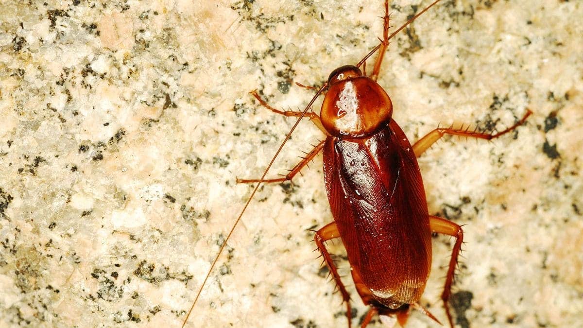 Cucaracha mutante