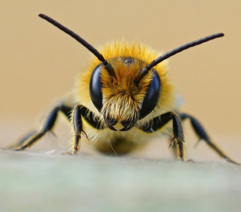 Alarma por himenópteros en casa: qué pasa si me pican y cómo evitarlo