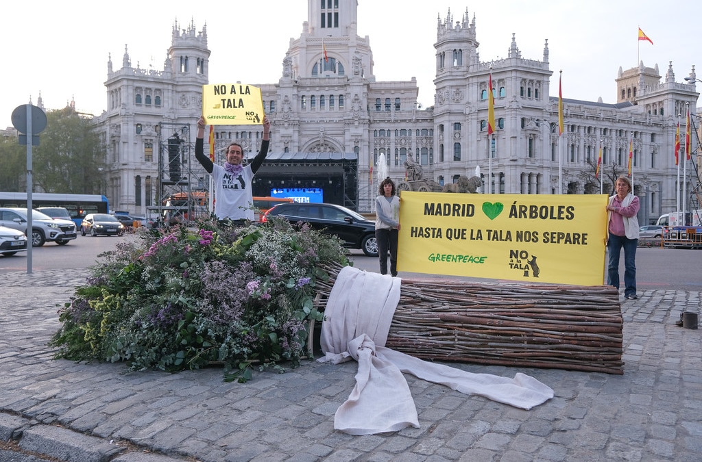 Greenpeace y No a la Tala regalan a Almeida un ramo de boda realizado con ramas de talas de Madrid