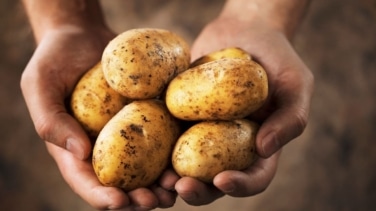 Los motivos por los que no deberías comer patatas con brotes