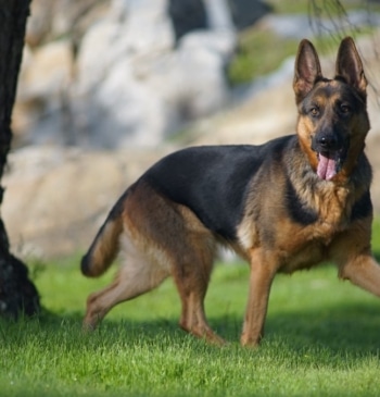 Renfe permitirá viajar con perros de hasta 40 kilos en toda su [...]