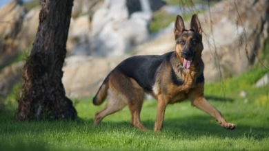 Todo sobre las razas de perros más inteligentes: hay una sorpresa