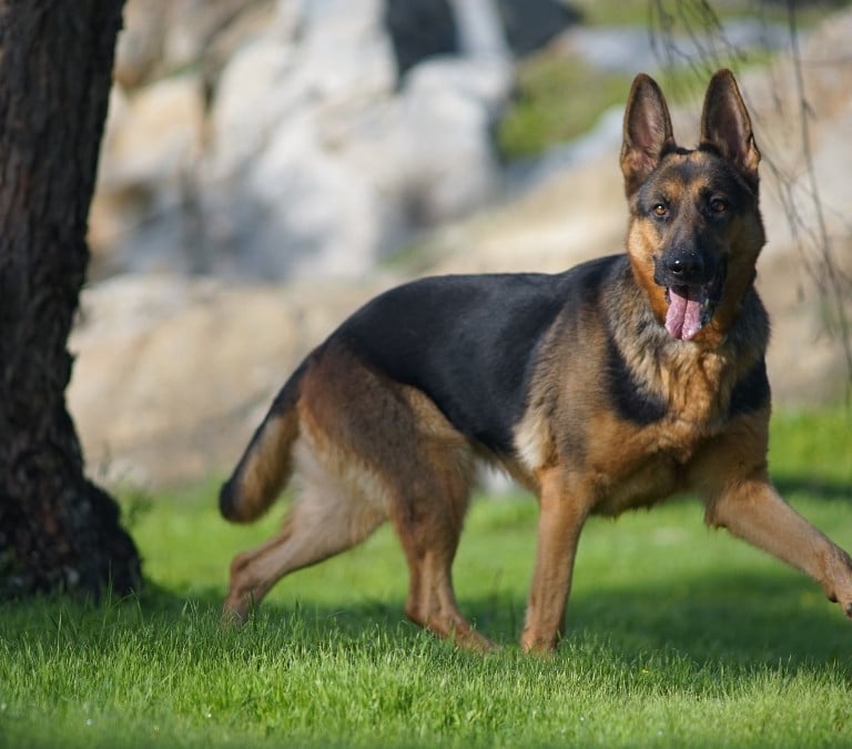 Todo sobre las razas de perros más inteligentes: hay una sorpresa