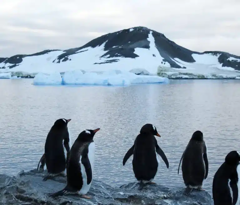 La gripe aviar se extiende a la Antártida: científicos investigan la muerte de cientos de pingüinos