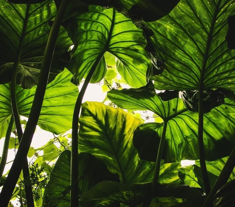 Llega el calor y las plagas de las plantas: elimina el pulgón y otros insectos