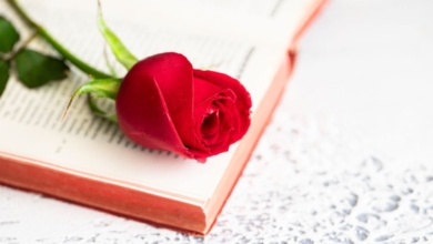 ¿Te han regalado una rosa por el Día del Libro? Así puedes conservarla para que dure más tiempo bonita