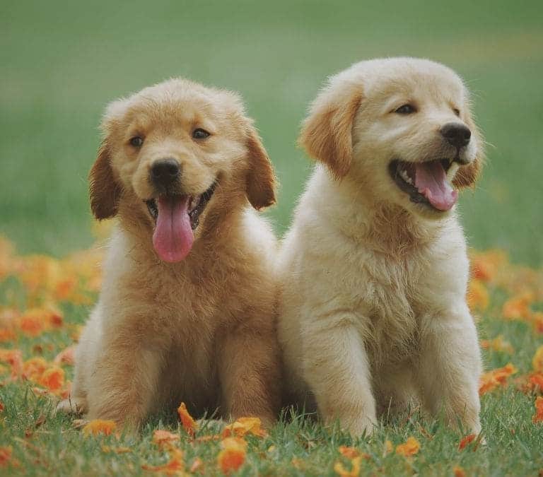 Por qué tiembla mi perro: así debes cuidarle