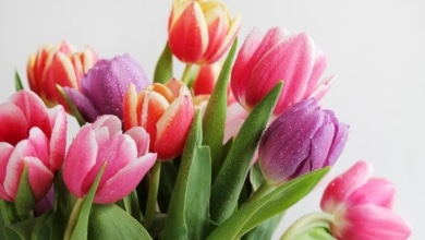 Cómo plantar tulipanes y cuidarlos para que duren mucho tiempo