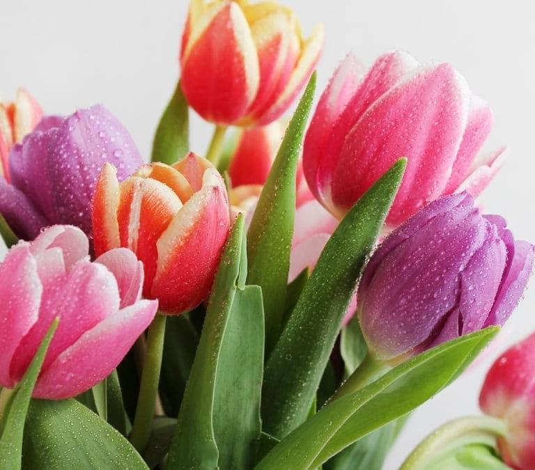 Cómo plantar tulipanes y cuidarlos para que duren mucho tiempo