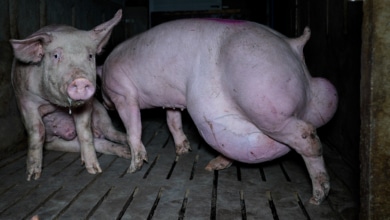 La "granja del terror" que vinculan con un proveedor de Lidl: "Los cerdos buenos los vendemos a China, los malos a España"
