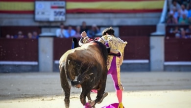 Susto para Cayetano, arrollado por el primer toro en Las Ventas