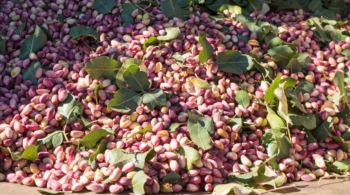 La 'fiebre' del pistacho en el campo español: las plantaciones se disparan un 2.000% en diez años