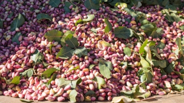 La 'fiebre' del pistacho en el campo español: las plantaciones se disparan un 2.000% en diez años