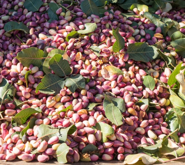 La 'fiebre' del pistacho en el campo español: las plantaciones se disparan un 2.000% en diez años