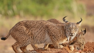 El lince ibérico, cerca de dejar de ser una especie en peligro de extinción