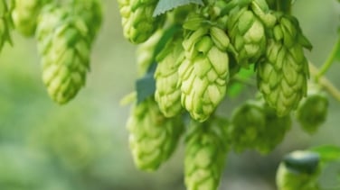 Descubre el pueblo de León que tiene el ingrediente clave de la cerveza