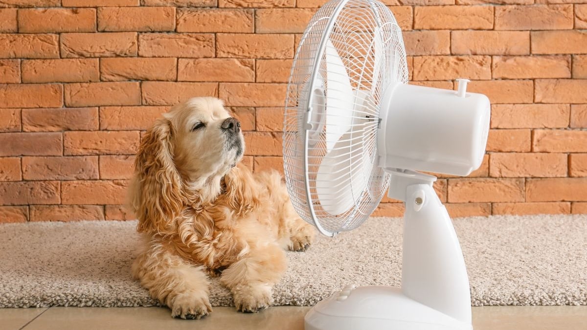 mejores ventiladores silenciosos