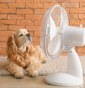 Los mejores ventiladores silenciosos del 2025: adiós al calor y al ruido