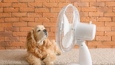Los mejores ventiladores silenciosos del 2025: adiós al calor y al ruido