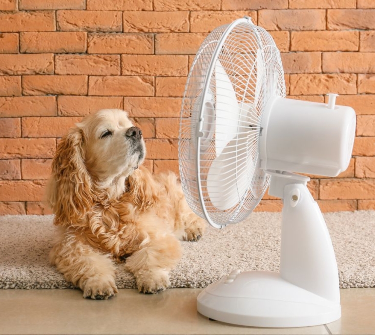 Los mejores ventiladores silenciosos del 2025: adiós al calor y al ruido