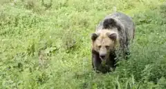 VÍDEO | Un oso en la carretera de Asturias